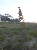 IRB Beach Photos_4