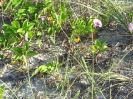 beach flowers_1